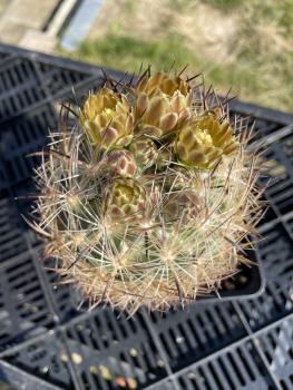 Echinomastus laui